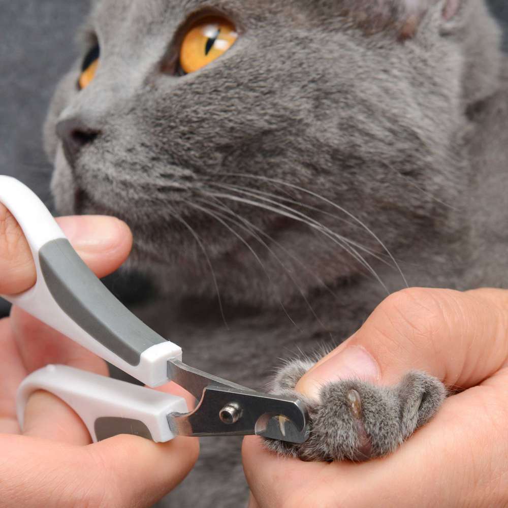 Grooming Kit para Pelo Corto - Image 14