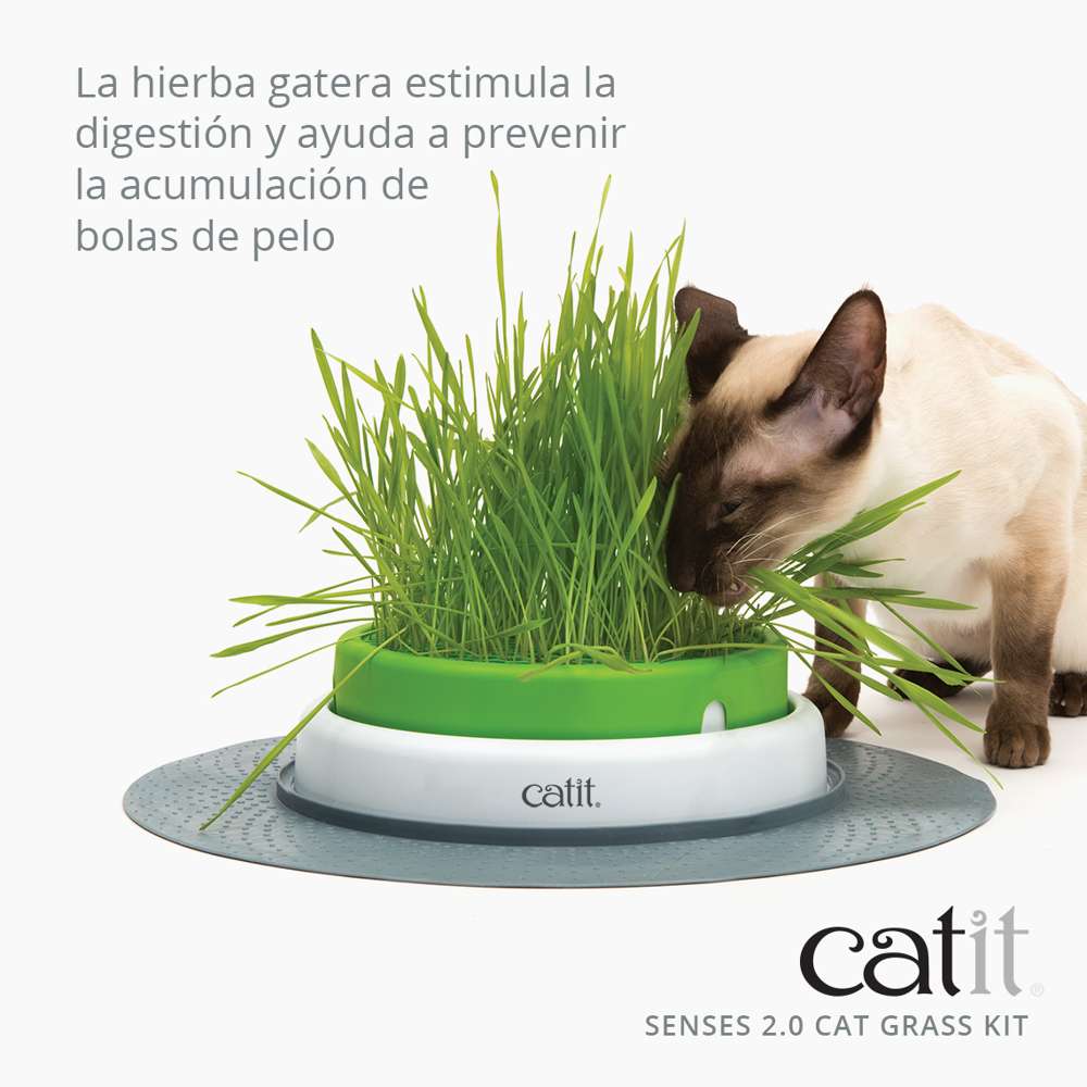 Senses Cat Grass Kit - Image 3