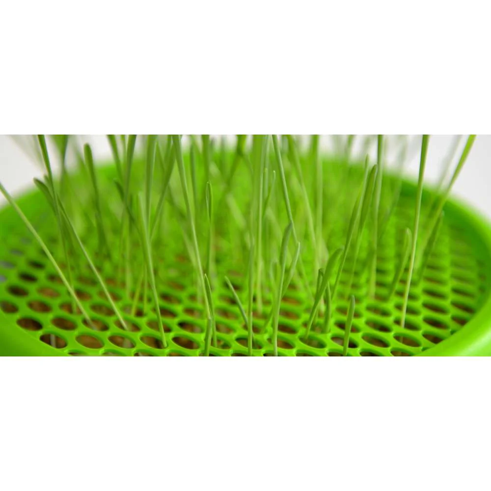 Senses Grass Planter - Image 10